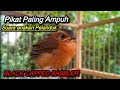 Suara Anakan Pelanduk Topi Hitam (Black Capped Babbler)