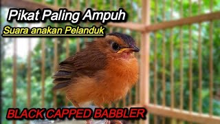 Suara Anakan Pelanduk Topi Hitam (Black Capped Babbler)