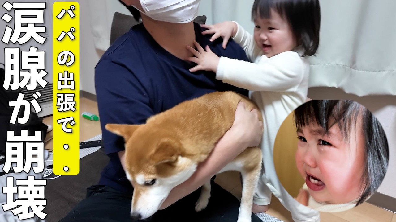 The reaction of a 1-year-old daughter and her Shiba Inu dog who