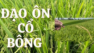 Lúa Đài Thơm 8 vụ Đông Xuân đạo ôn cổ bông nặng quá….