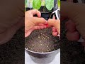 Sowing spicy chili, can be grow better? #viral #gardeningtips #chili