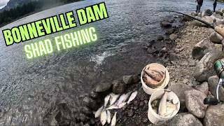 Shad Fishing Bonneville Dam 2026 Oregon Side I Bradford Island Tanner Creek I 40 Fish in 3 Hours