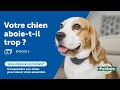 Srie dducation  comment empcher votre chien daboyer  pisode 4