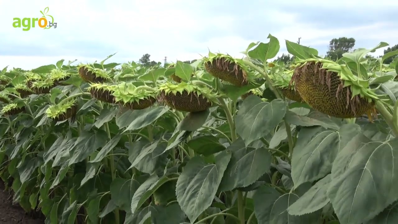 Генетиците  на Corteva Agriscience™ създадоха ExpressSun® слънчоглед устойчив на всички раси мана