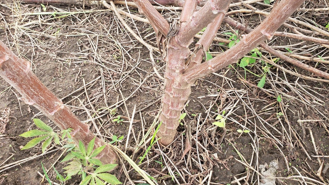 Cassava Dos and Don't: Cassava Farming Techniques in Uganda for a Bountiful Harvest
