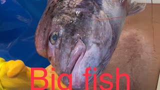 How to clean a big fish (snapper)