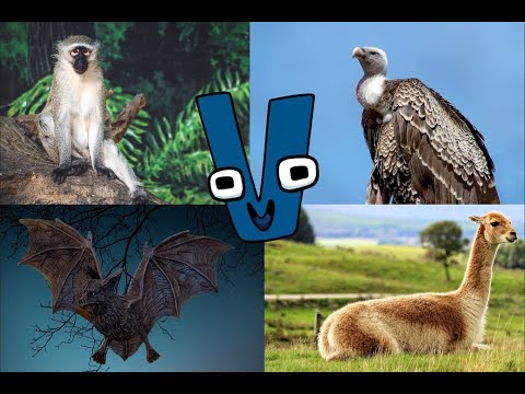 Alphabet Lore But Animals (V)