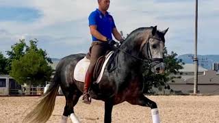 ⛔️TRUENO: Extreme baroque Andalusian Dreamhorse