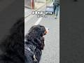 なぜ⁉️小走りで台車を追いかけるバーニーズマウンテンドッグ🐾