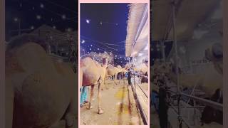Apna janwar lelia aj Alhamdulillah 🐪 | Camel mandi | Mustafa Hanif BTS | daily vlog#vlog #dailyvlog