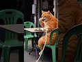 #cat #animalshorts 😂😂🤣😿