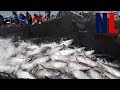 Big Catch On The Sea of Japan - How Japanese Fisherman Fishing On The Sea