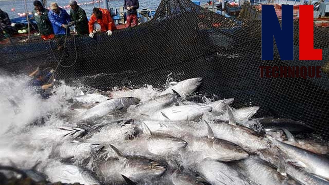 Big Catch On The Sea of Japan - How Japanese Fisherman Fishing On The Sea 