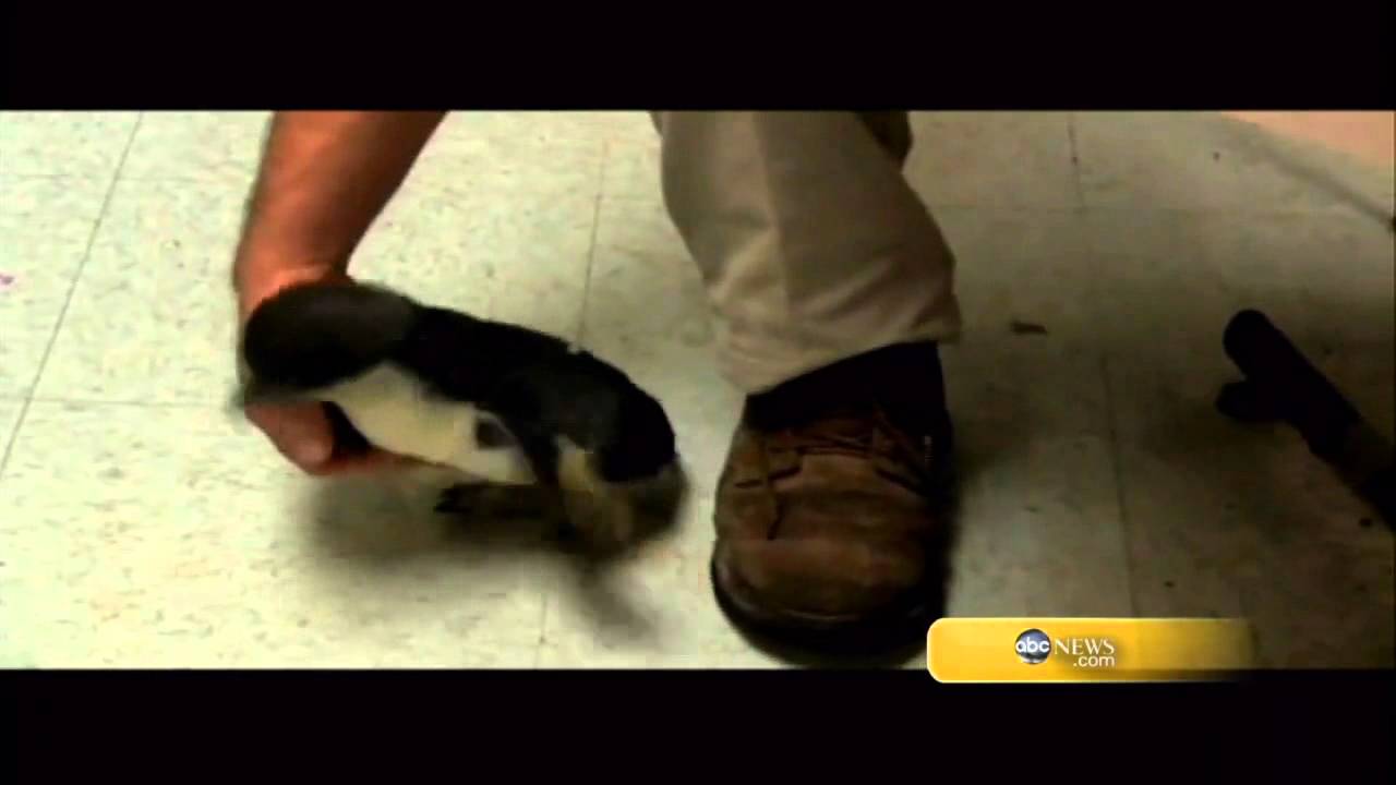 Cookie The Ticklish Penguin - Youtube Cookie The Ticklish Penguin - Youtube