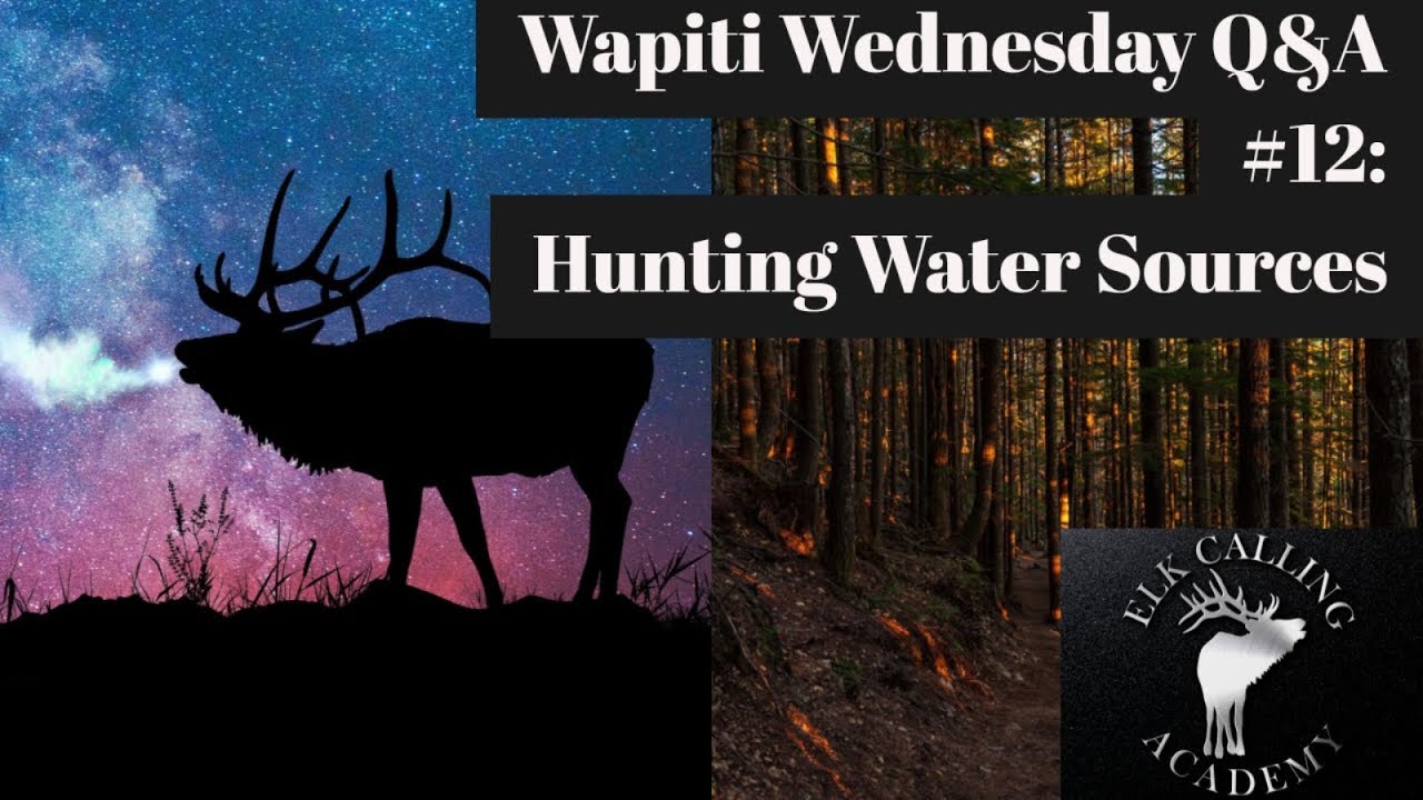 Hunting Water Holes During the Rut | Wapiti Wednesday Q&A - Episode 10