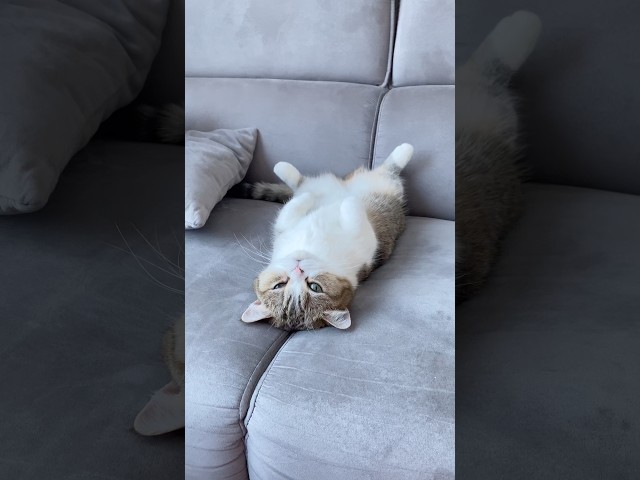 바미와 함께한 지 6번째 여름