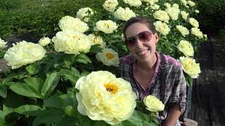 Пион Lemon Chiffon. Май 2018 Пион Lemon Chiffon. Май 2018