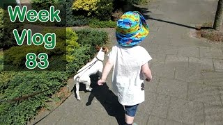 In loving memories of Pucky the dog - Jack russel - 10-06-2016