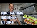 Как устроить стойку для выращивания лягушат? И какие у нас новые лягушата?