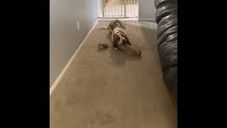 Charlie and the Log Jam by Bailey's Basset Hounds 1,802 views 2 years ago 1 minute, 16 seconds