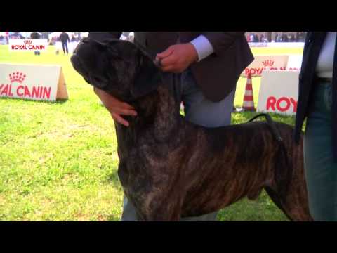 Video: Razza Canina Hokkaido Ipoallergenico, Salute E Durata Della Vita