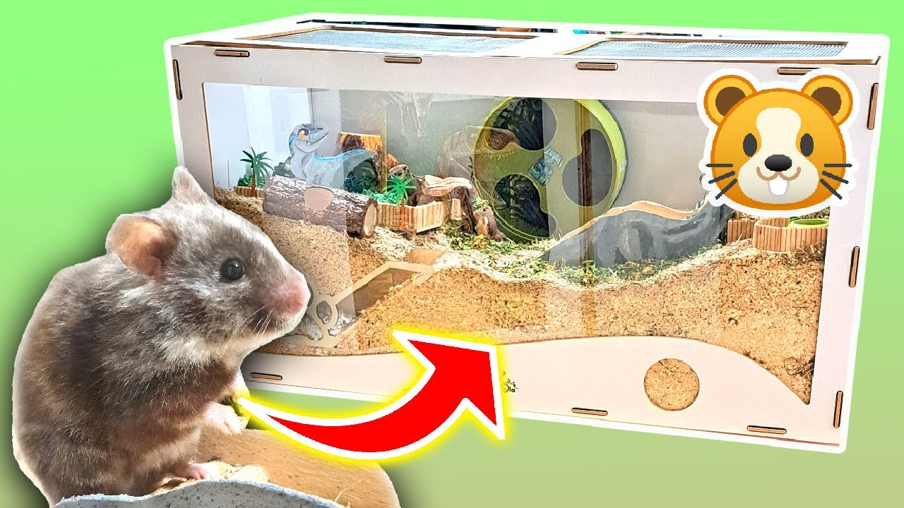 Was Braucht Ein Hamster Im Käfig Hamster Käfig einrichten🐹 PimpmyHAMSTERKÄFIG 🎬 Artgerechte