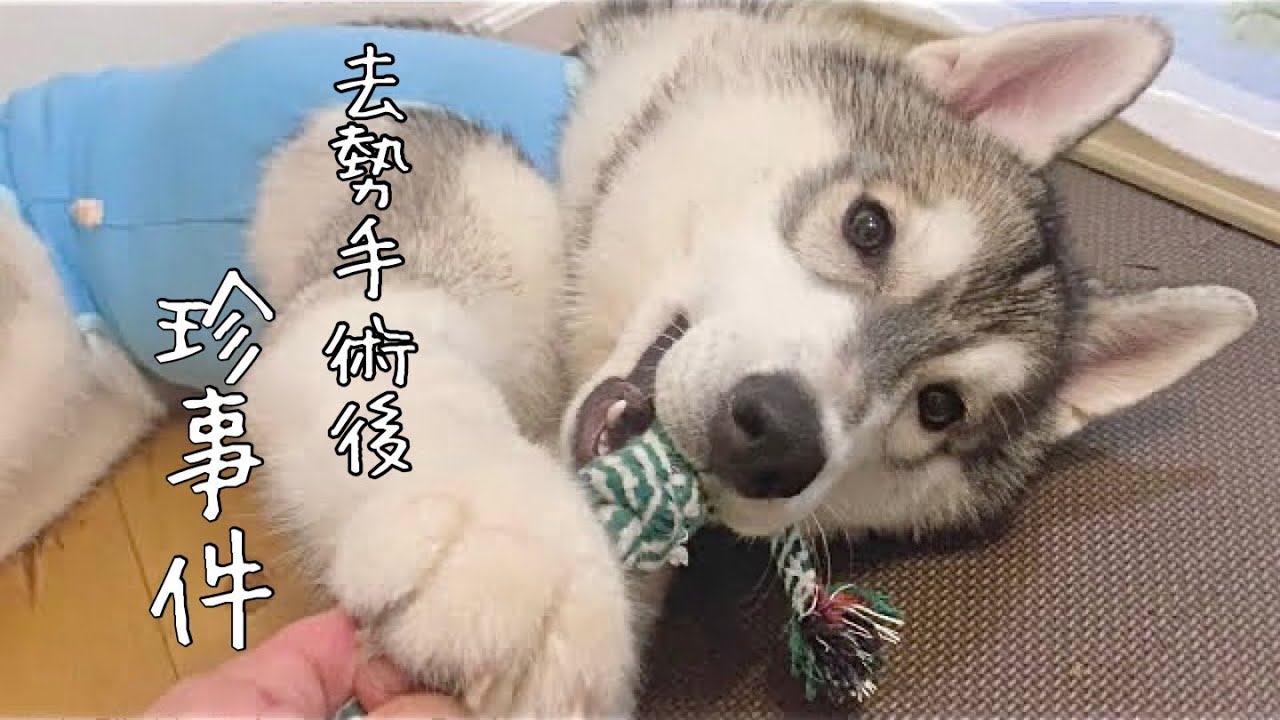 ハスキー犬 去勢手術を終えて抜糸に行った時の話 珍事件 Youtube