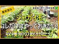 【ジャガイモ栽培】大きくするための重要作業!2回目の追肥・土寄せのコツ【有機農家直伝!無農薬で育てる家庭菜園】 24/5/16