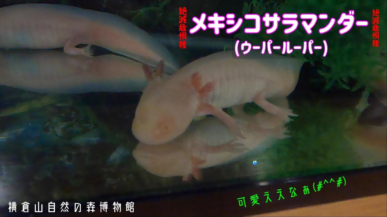ウーパールーパー メキシコサラマンダー 横倉山自然の森博物館 Youtube