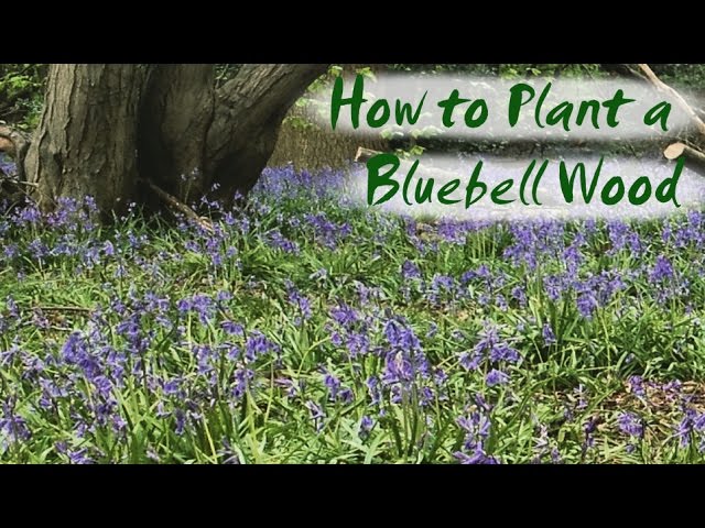 How To Plant Bluebells Brimwood Farm S New Bluebell Wood Youtube