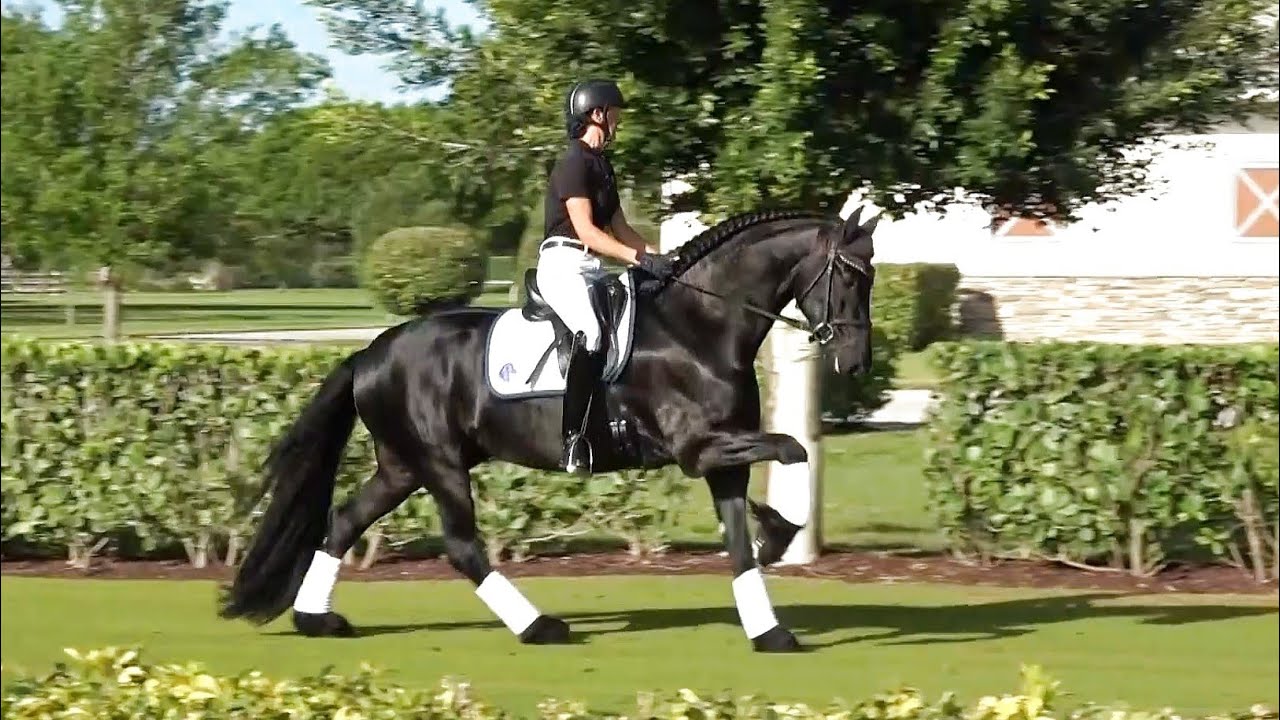 Grand Amour ISF by Tjalbert 460 - Developing Friesian Dressage Horse at ...