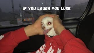 Si te ríes pierdes ❌ If you laugh you lose  🫨 (999,9 % imposible) •videos de risa | Solo risas