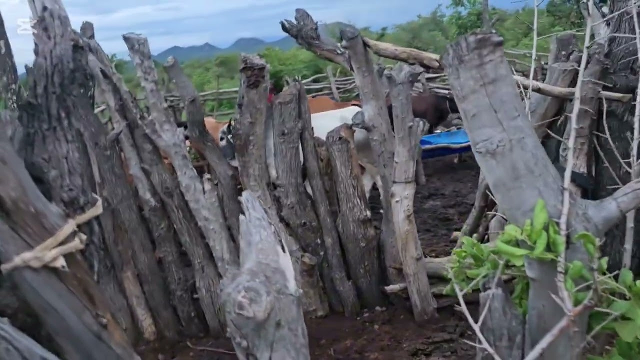 Cattle fattening is earning this youngman thousands of dollar deep in Gutu,Masvingo,Zimbabwe