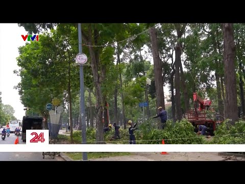 TP. Hồ Chí Minh: Xử lý nghiêm chủ tư thi công công trình xâm hại cây xanh | VTV24