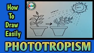 photosynthesis plant diagram/phototropism diagram/phototropic movement/ how to draw photoperiodism