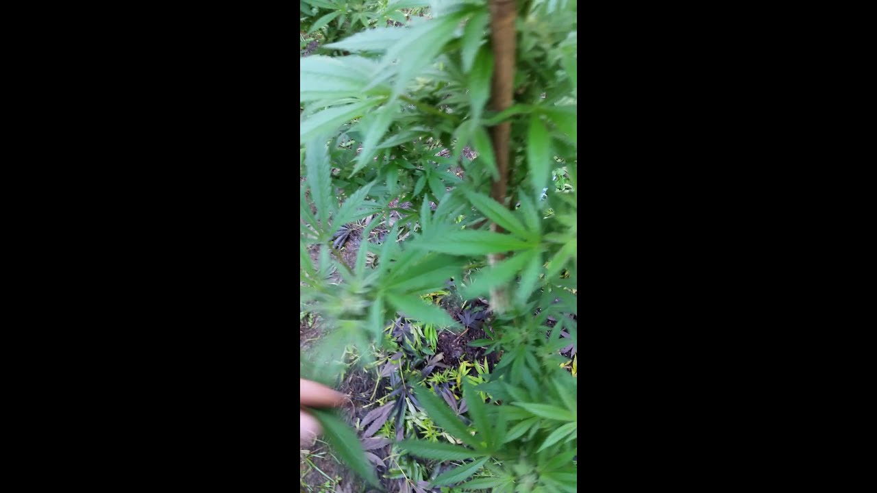 Golden Nugget #1 - Stardawg, I am disappoint.