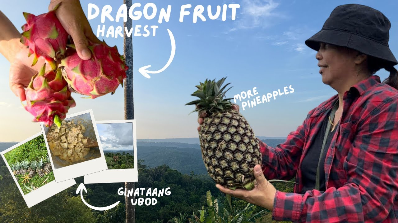 Muling Pagbisita sa Farm | Pineapple at Dragon Fruit Harvest + Masarap na Tanghalian!