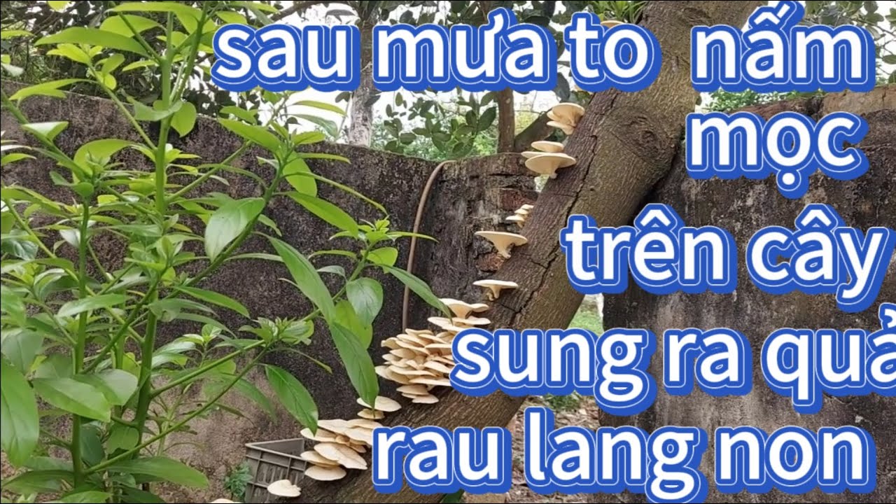 Sau mưa to nấm mọc trên cây sung ra quả rau lang non - YouTube