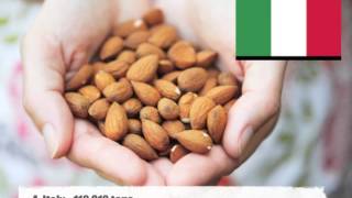 Top 10 Almond Producing Countries