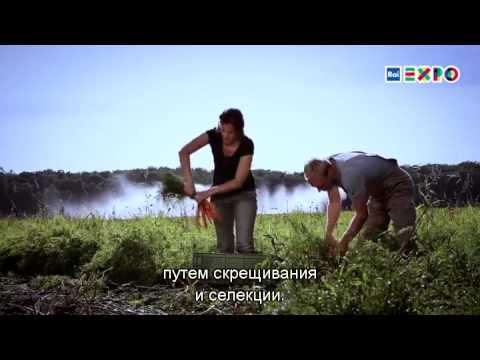 Какого цвета морковь?