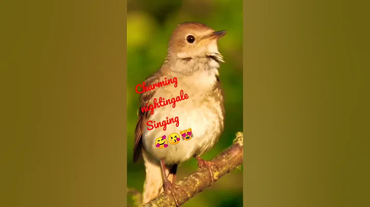 Nightingale #shorts #shortsvideos  #viral #funny #birds #singing #youtube