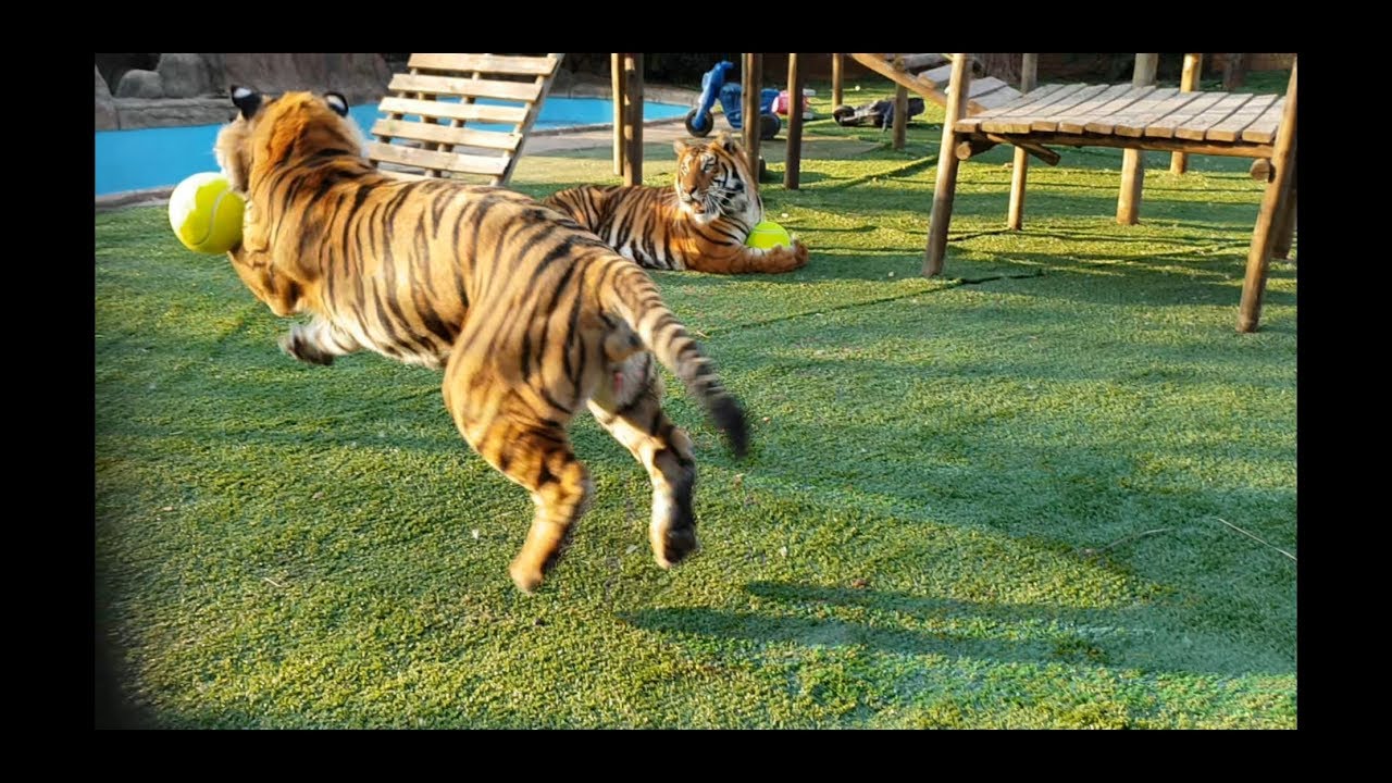 What a catch Enzo!