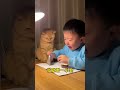 funny cat videos 💥🤪 #cat #catcomedy #catvideos #foryou #funny #againmeowhaha #crazycats #foryou