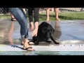 Dog Day of Summer Dog Day of Summer