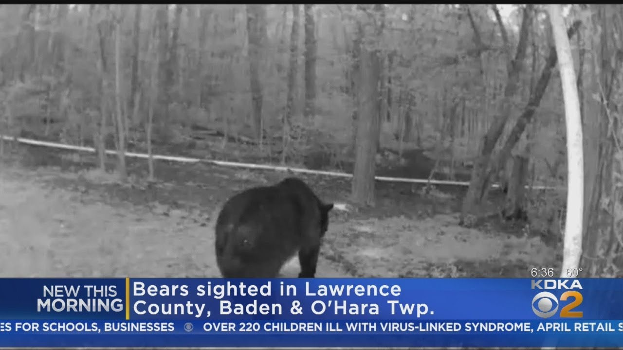 Bears Being Spotted Across Western Pennsylvania YouTube Bears Being Spotted Across Western Pennsylvania YouTube