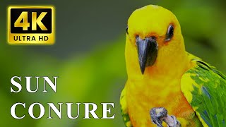 Sun Conure Parrot | Most Colorful Birds In 4K UHD | Birds Sound
