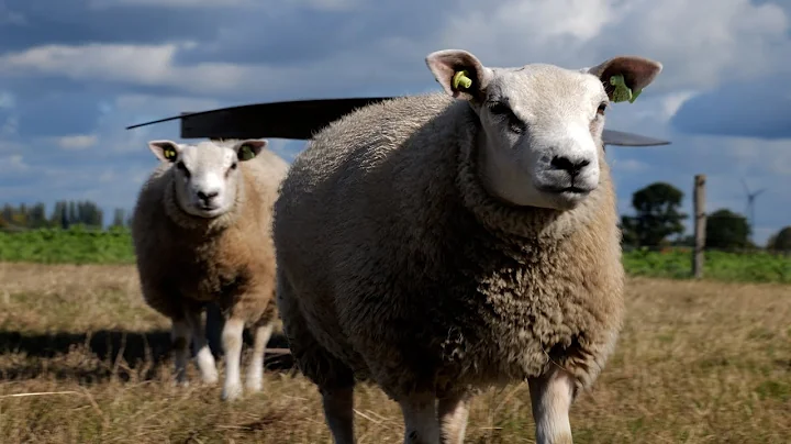 The Lambs - a PitmasterX shortfilm