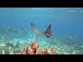 Spotted eagle ray Belize