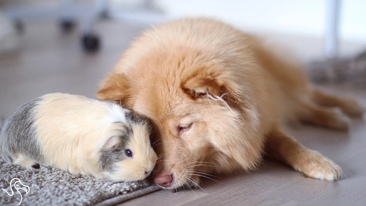 Dog And Guinea Pig Are Unlikely Best 