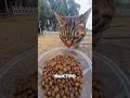 Дрон - Кошачий Кормилец.